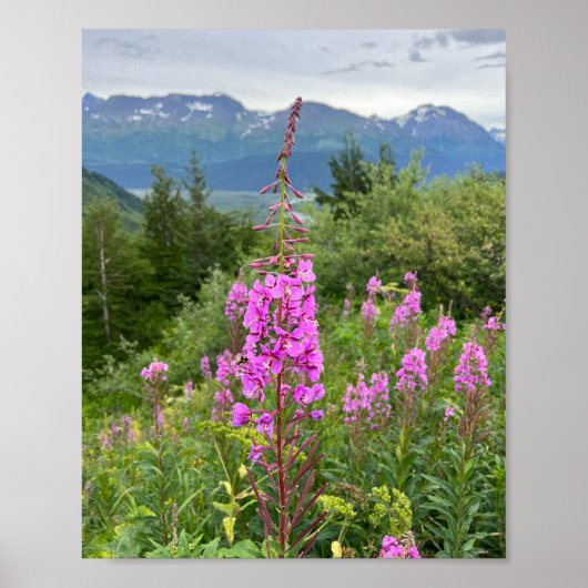 Alaskan Fireweed Poster (Voorkant)
