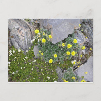 Alaskan Flowers in Denali National Park Briefkaart