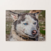 Alaskan Huskey Dog. Legpuzzel (Horizontaal)