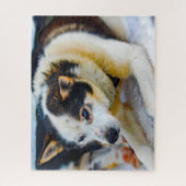 Alaskan Huskey Dog. Legpuzzel (Verticaal)