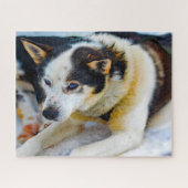 Alaskan Huskey Dog. Legpuzzel (Horizontaal)