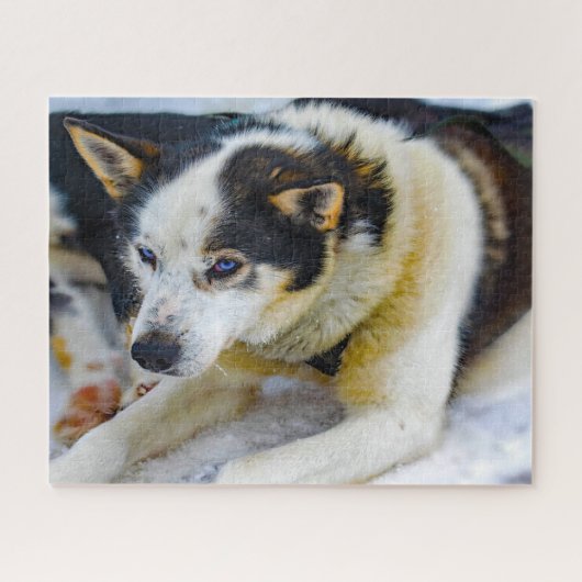 Alaskan Huskey Dog. Legpuzzel (Horizontaal)