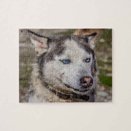 Alaskan Huskey Legpuzzel (Horizontaal)