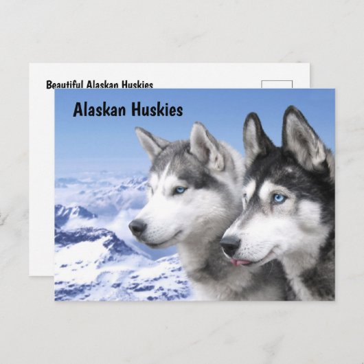 Alaskan Huskies Briefkaart (Voorkant / Achterkant)