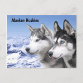 Alaskan Huskies Briefkaart (Voorkant)