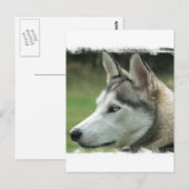 Alaskan Husky Briefkaart (Voorkant / Achterkant)