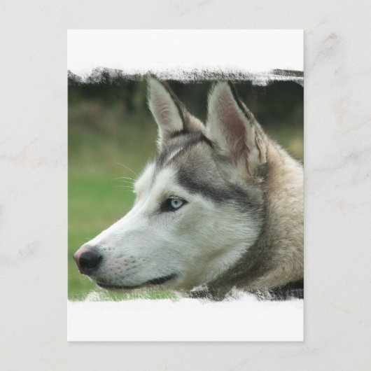 Alaskan Husky Briefkaart (Voorkant)