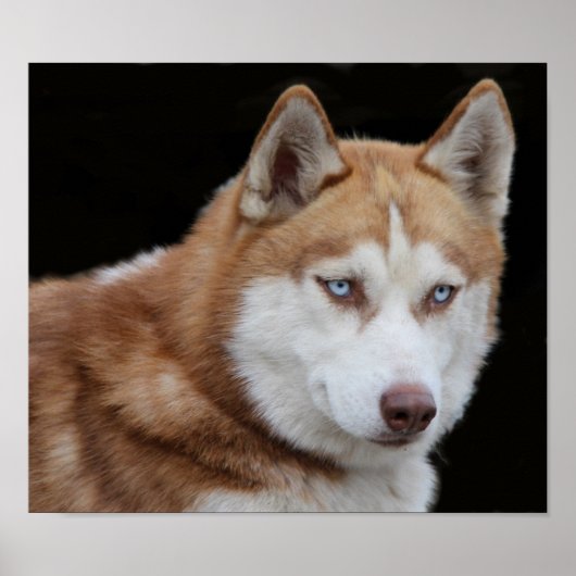 Alaskan Husky Dog Poster (Voorkant)