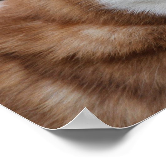 Alaskan Husky Dog Poster (Hoek)