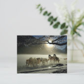 Alaskan Husky Dog Sled Race Briefkaart (Staand voorkant)