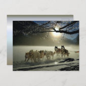 Alaskan Husky Dog Sled Race Briefkaart (Voorkant / Achterkant)