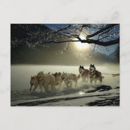 Alaskan Husky Dog Sled Race Briefkaart