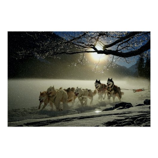 Alaskan Husky Dog Sled Race Perfect Poster (Voorkant)
