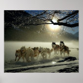 Alaskan Husky Dog Sled Race Poster (Voorkant)