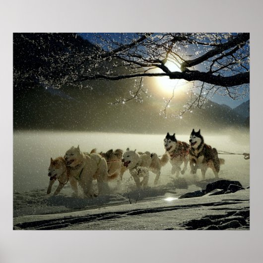 Alaskan Husky Dog Sled Race Poster (Voorkant)