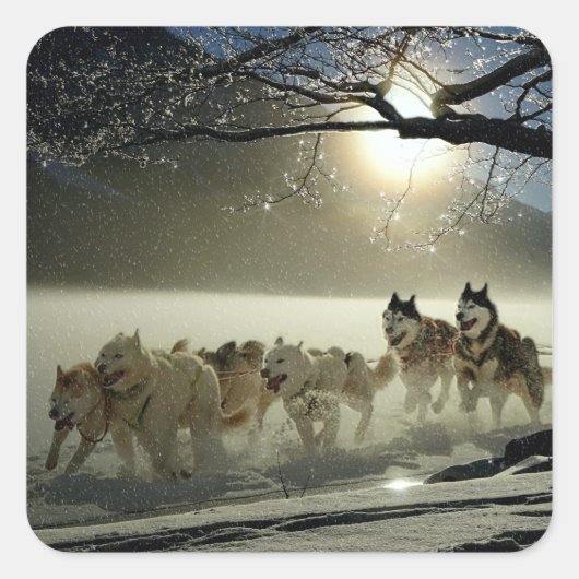 Alaskan Husky Dog Sled Race Vierkante Sticker (Voorkant)
