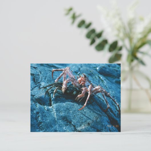 Alaskan King Crab Briefkaart (Staand voorkant)