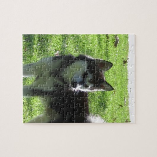 Alaskan Klee Kai Dog Legpuzzel (Horizontaal)