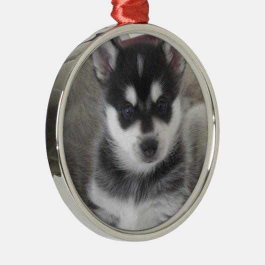Alaskan Klee Kai Puppy Dog Metalen Ornament (Rechts)