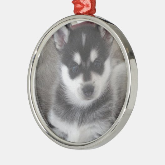 Alaskan Klee Kai Puppy Dog Metalen Ornament (Links)