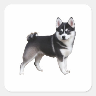 Alaskan Klee Kai Vierkante Sticker