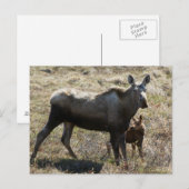 Alaskan Koe Moose met Calf Briefkaart (Voorkant / Achterkant)