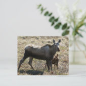 Alaskan Koe Moose met Calf Briefkaart (Staand voorkant)