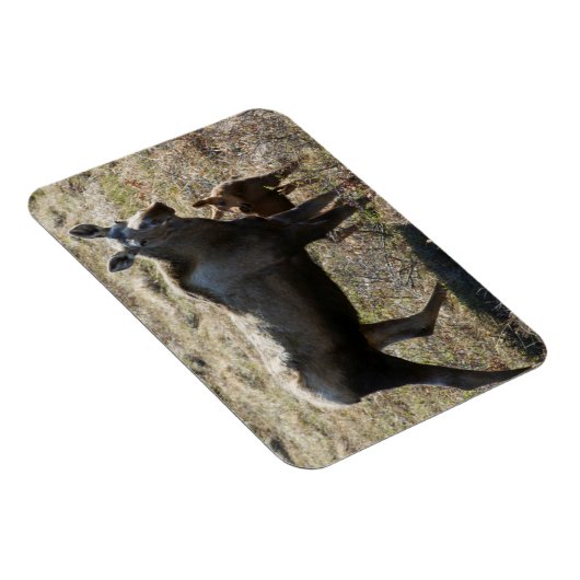 Alaskan Koe Moose met Calf Magneet (Rechterzijde)