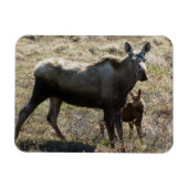 Alaskan Koe Moose met Calf Magneet (Horizontaal)