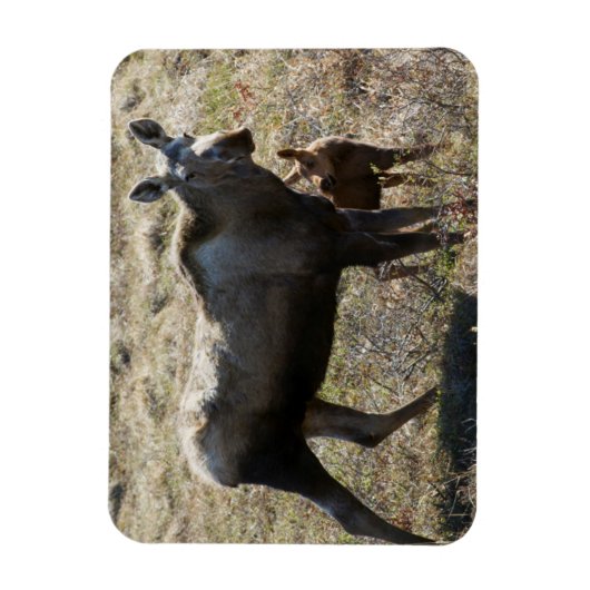 Alaskan Koe Moose met Calf Magneet (Verticaal)