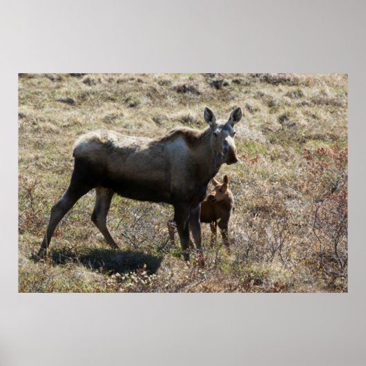 Alaskan Koe Moose met Calf Poster (Voorkant)