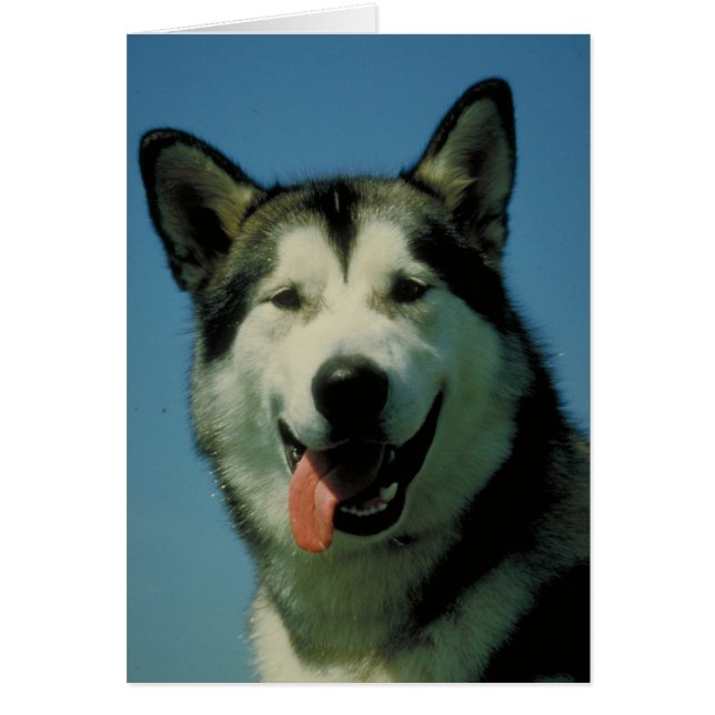 Alaskan Malamute (Voorkant)