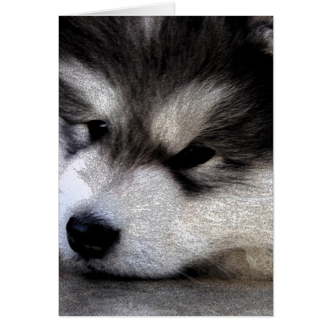 Alaskan Malamute (Voorkant)