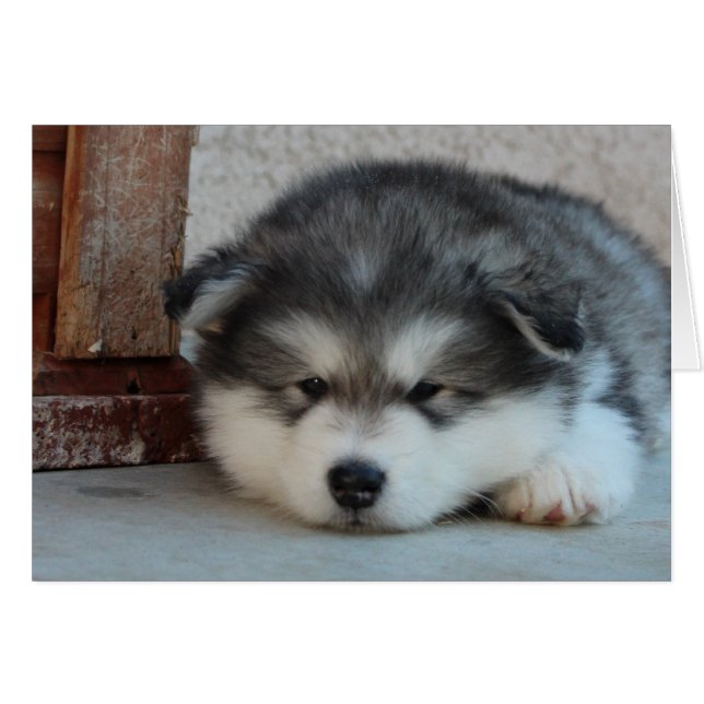Alaskan Malamute (Voorkant Horizontaal)