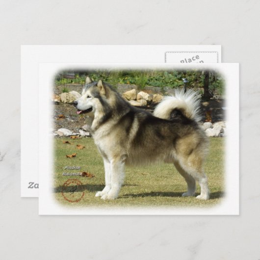 Alaskan Malamute 9R034D-463 Briefkaart (Voorkant / Achterkant)