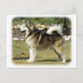 Alaskan Malamute 9R034D-463 Briefkaart (Voorkant)