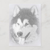 Alaskan Malamute Briefkaart (Voorkant)