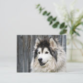 Alaskan Malamute Briefkaart (Staand voorkant)