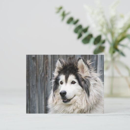 Alaskan Malamute Briefkaart (Staand voorkant)