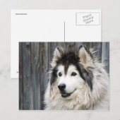 Alaskan Malamute Briefkaart (Voorkant / Achterkant)