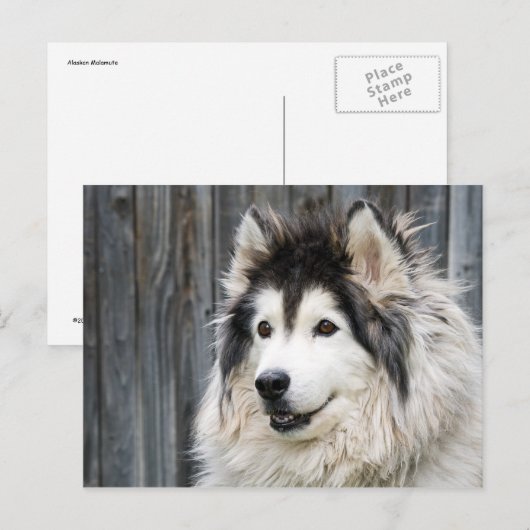 Alaskan Malamute Briefkaart (Voorkant / Achterkant)