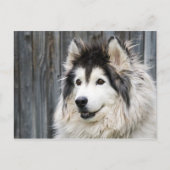 Alaskan Malamute Briefkaart (Voorkant)