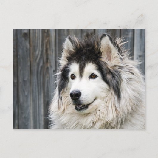 Alaskan Malamute Briefkaart (Voorkant)