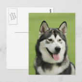 Alaskan malamute briefkaart (Voorkant / Achterkant)