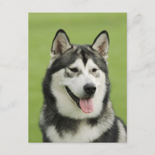 Alaskan malamute briefkaart (Voorkant)