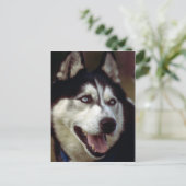 Alaskan Malamute Briefkaart (Staand voorkant)