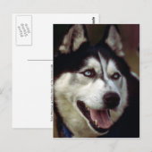 Alaskan Malamute Briefkaart (Voorkant / Achterkant)