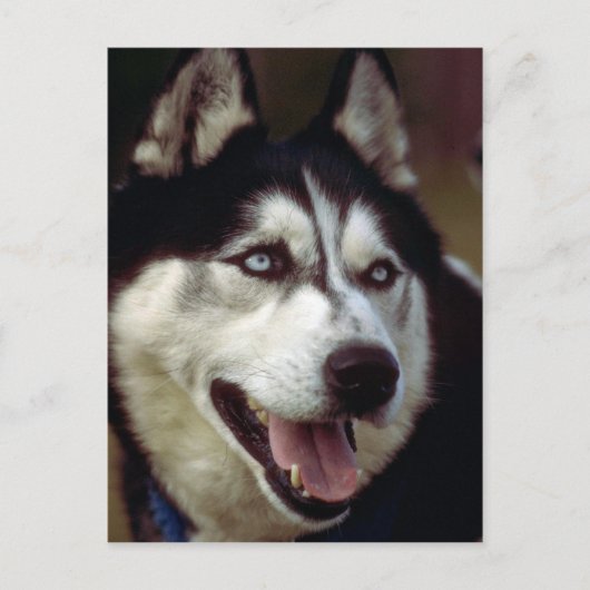 Alaskan Malamute Briefkaart (Voorkant)