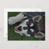 Alaskan Malamute Briefkaart (Voorkant / Achterkant)