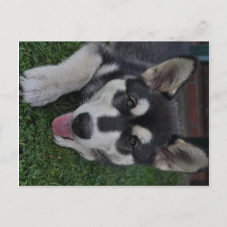 Alaskan Malamute Briefkaart